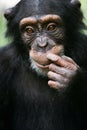 Chimpanzee Portrait