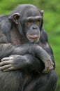 Chimpanzee Portrait