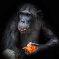 Chimpanzee Portrait Close Up At Black Background Eating Paprika
