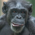 Chimpanzee Portrait Close Up At Open Resort