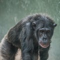 Chimpanzee Portrait Close Up At Open Resort
