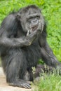 Chimpanzee Portrait with Curious Expression Royalty Free Stock Photo