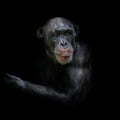 Chimpanzee Portrait Isolated On Black Background