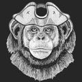 Chimpanzee, portrait. Pirate cocked hat. Sailor. Monkey face. Ape head.