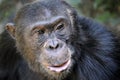 Chimpanzee portrait