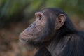 Chimpanzee portrait Royalty Free Stock Photo