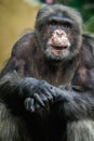 Chimpanzee portrait in zoo park Royalty Free Stock Photo