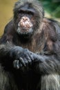 Chimpanzee portrait in zoo park Royalty Free Stock Photo