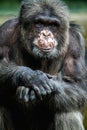 Chimpanzee portrait in zoo park Royalty Free Stock Photo