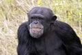 chimpanzee primate, Pan troglodytes