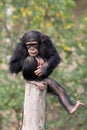 chimpanzee primate, Pan troglodytes