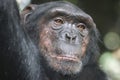 Chimpanzee primate portrait