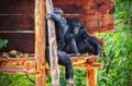 CHIMPANZEE PRISONED IN ZOO Royalty Free Stock Photo