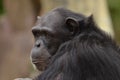 Chimpanzee profile