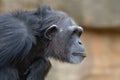 Chimpanzee reflexion