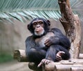 Chimpanzee