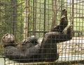 Chimpanzee resting Royalty Free Stock Photo