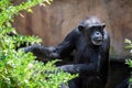 Chimpanzee resting