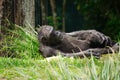 Chimpanzee Resting Sleeping in the Grass