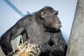 A Chimpanzee resting in the sunshine Royalty Free Stock Photo