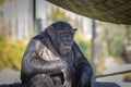 A Chimpanzee resting in the sunshine