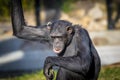 A Chimpanzee resting in the sunshine Royalty Free Stock Photo