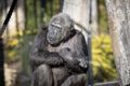 A Chimpanzee resting in the sunshine while looking into the distance Royalty Free Stock Photo