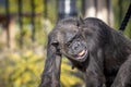 A Chimpanzee resting in the sunshine while looking into the distance