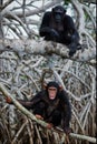 Chimpanzee on roots mangrove tree.