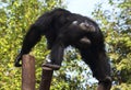 ChimpanzeeÃÂ´s backside