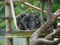 Chimpanzee seated on Tree House