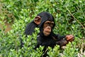 Chimpanzee sharing his flower Royalty Free Stock Photo