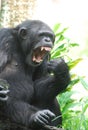 Chimpanzee Showing off a Mouth Full of Teeth