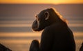 A chimpanzee from side view and looking at the sunset, generative AI