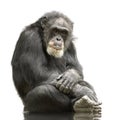 Chimpanzee - Simia troglodytes Royalty Free Stock Photo