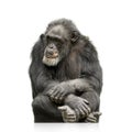 Chimpanzee - Simia troglodytes Royalty Free Stock Photo