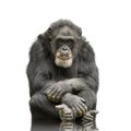 Chimpanzee - Simia troglodytes Royalty Free Stock Photo