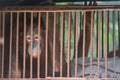 Chimpanzee sits in the cage and looks with sad eyes Royalty Free Stock Photo