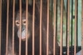 Chimpanzee sits in the cage and looks with sad eyes Royalty Free Stock Photo