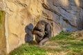 Chimpanzee sits in front of a rock Royalty Free Stock Photo