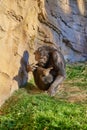 Chimpanzee sits in front of a rock Royalty Free Stock Photo