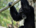 Chimpanzee Sitting and Holding Rope While Making Expression Royalty Free Stock Photo