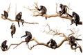 Chimpanzee sitting on a branch isolated on a white background, Chimpanzees hanging on trees in different positions on a white Royalty Free Stock Photo