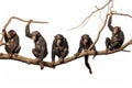 Chimpanzee sitting on a branch isolated on white background. Chimpanzees hanging on trees in different positions on a white Royalty Free Stock Photo