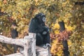 Chimpanzee sitting in calm pose on wooden trunk