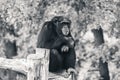 Chimpanzee sitting in calm pose on wooden trunk