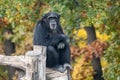 Chimpanzee sitting in calm pose on wooden trunk