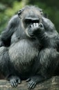 Chimpanzee Thingking of Sadness Royalty Free Stock Photo