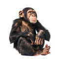 Chimpanzee Sitting Gracefully on White Background Royalty Free Stock Photo