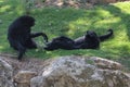 Chimpanzee Sitting On Grass. Chimpanzees In Zoo Royalty Free Stock Photo